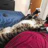 bed, bedroom, blue_bedspread, cat, clothing, door, dresser, feline, foot, home, indoor, lap, paws, person, red_shirt, relaxed, remote_control, stretching, tabby_cat, wood_floor