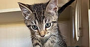 Nitro joined the competition — help win amazing prizes! animal, blanket, cat, closeup, curious, cute, domestic, ears, feline, fur, indoor, kitten, pet, playful, shelf, small, tabby, toy, whiskers, young
