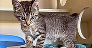 Nitro joined the competition — help win amazing prizes! animal, blanket, cat, curious, cute, domestic, ears, exploring, feline, fur, indoor, kitten, pet, playful, shelf, small, tabby, toy, whiskers, young