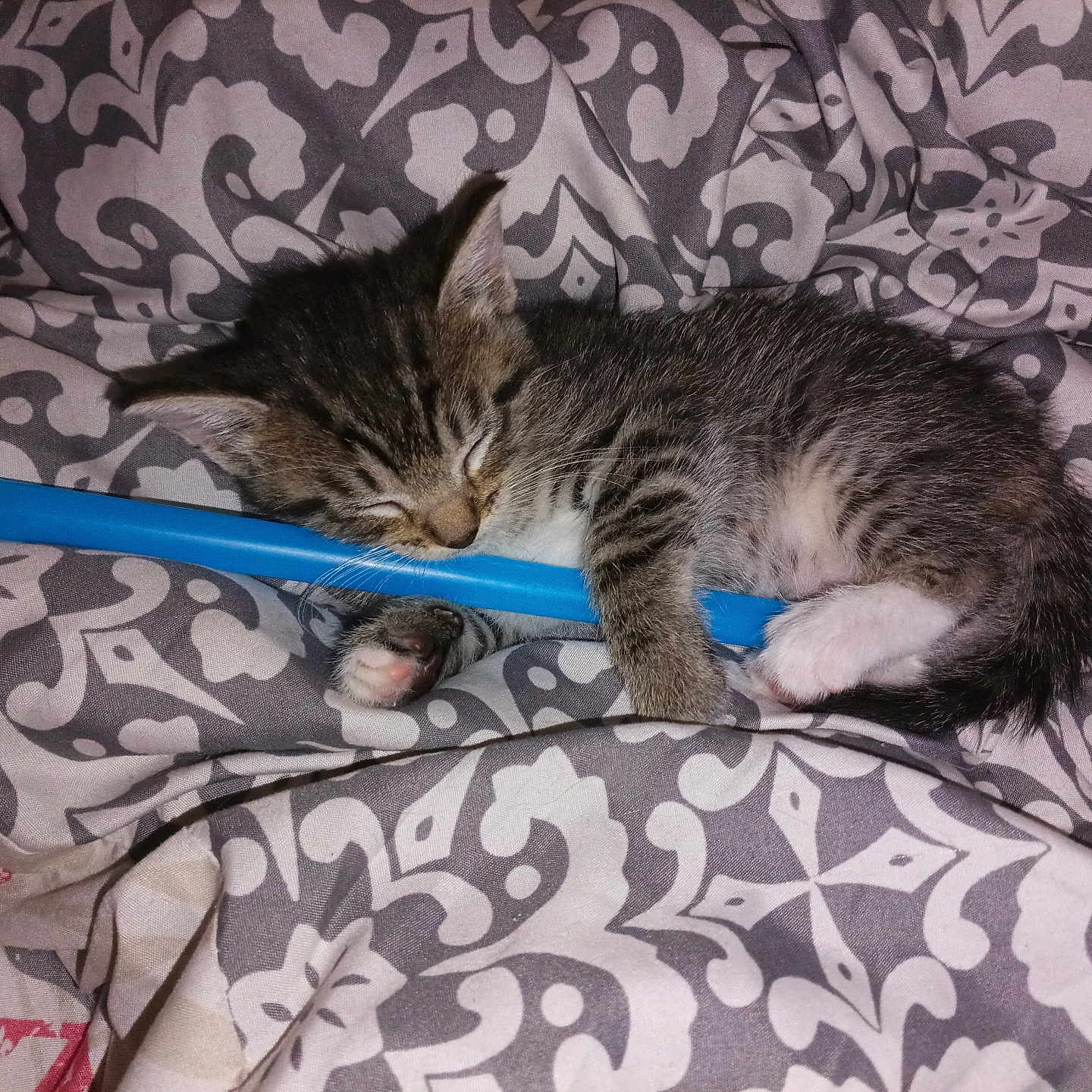 Nitro joined the competition — help win amazing prizes! kitten, cat, sleeping, tabby, blanket, patterned_blanket, paw, fur, cute, pet, cozy, indoors, resting, small, animal, domestic_cat, pink_paw, soft, peaceful, young