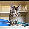 Nitro is registered to the contest to win money with this photo: animal, blanket, cat, curious, cute, domestic, ears, eyes, feline, fur, indoor, kitten, pet, playful, shelf, small, tabby, toy, whiskers, young