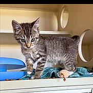 Nitro is registered to the contest to win money with this photo: animal, blue_bowl, cat, curious, cute, domestic, ears, feline, fur, indoor, kitten, pet, playful, shelf, small, striped, tabby, toy, whiskers, young
