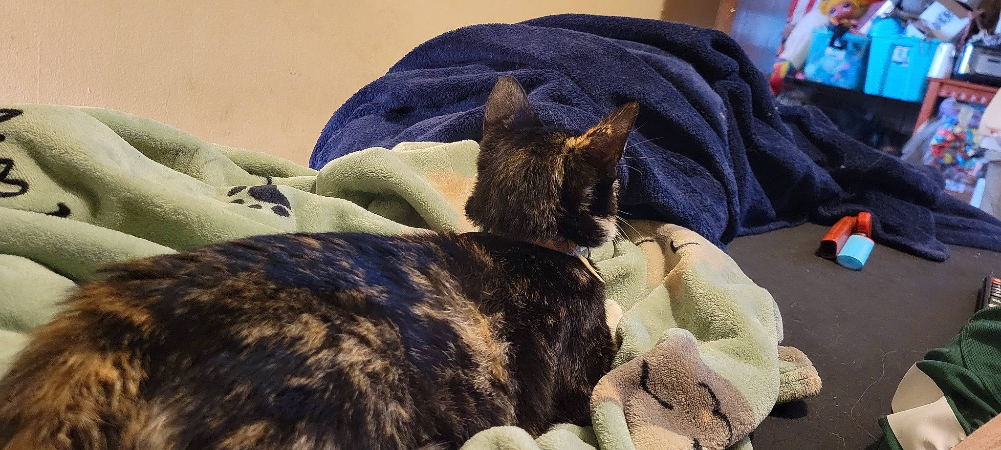 Sassy is registered to the contest to win money with this photo: bed, bedding, black_cat, carnivore, cat, comfort, companion_dog, dog_breed, domestic_short_haired_cat, fawn, felidae, fur, linens, mammal, small_to_medium_sized_cats, sporting_group, tail, textile, vertebrate, whiskers