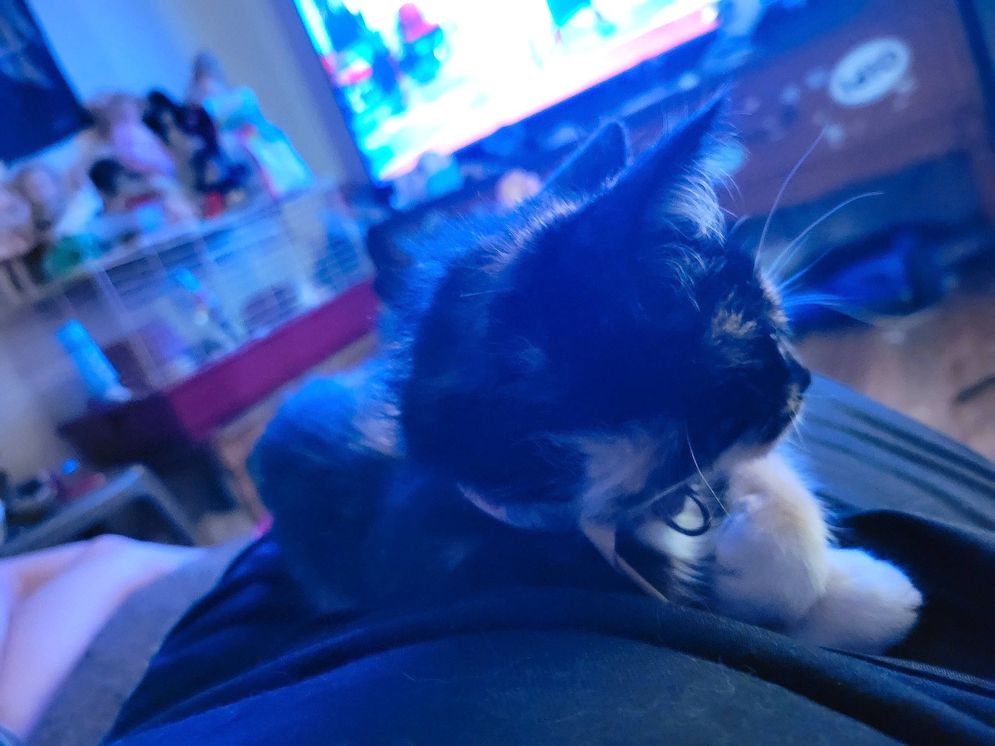 Sassy is registered to the contest to win money with this photo: blue, canidae, carnivore, cat, cloud, comfort, companion_dog, couch, domestic_short_haired_cat, electric_blue, event, felidae, fur, purple, sitting, sky, small_to_medium_sized_cats, tail, television, whiskers