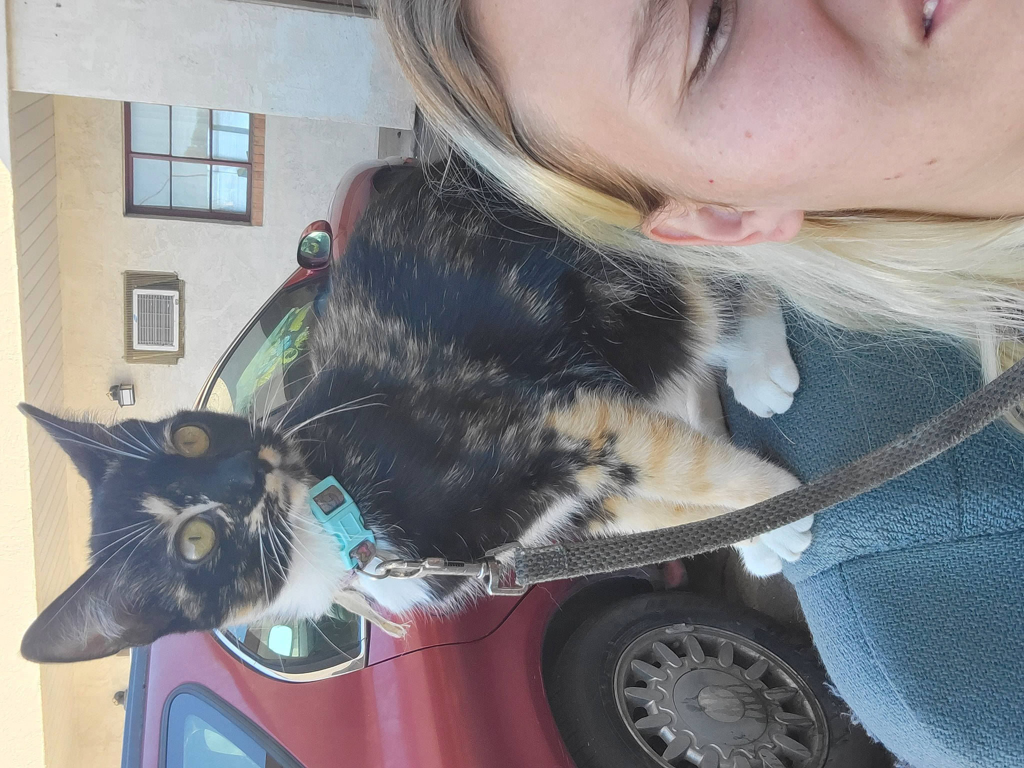 Sassy joined the competition — help win amazing prizes! automotive_lighting, car, carnivore, cat, companion_dog, dog_breed, domestic_short_haired_cat, eyewear, felidae, fur, lap, small_to_medium_sized_cats, snout, tail, thigh, tire, tree, vehicle, vehicle_door, whiskers