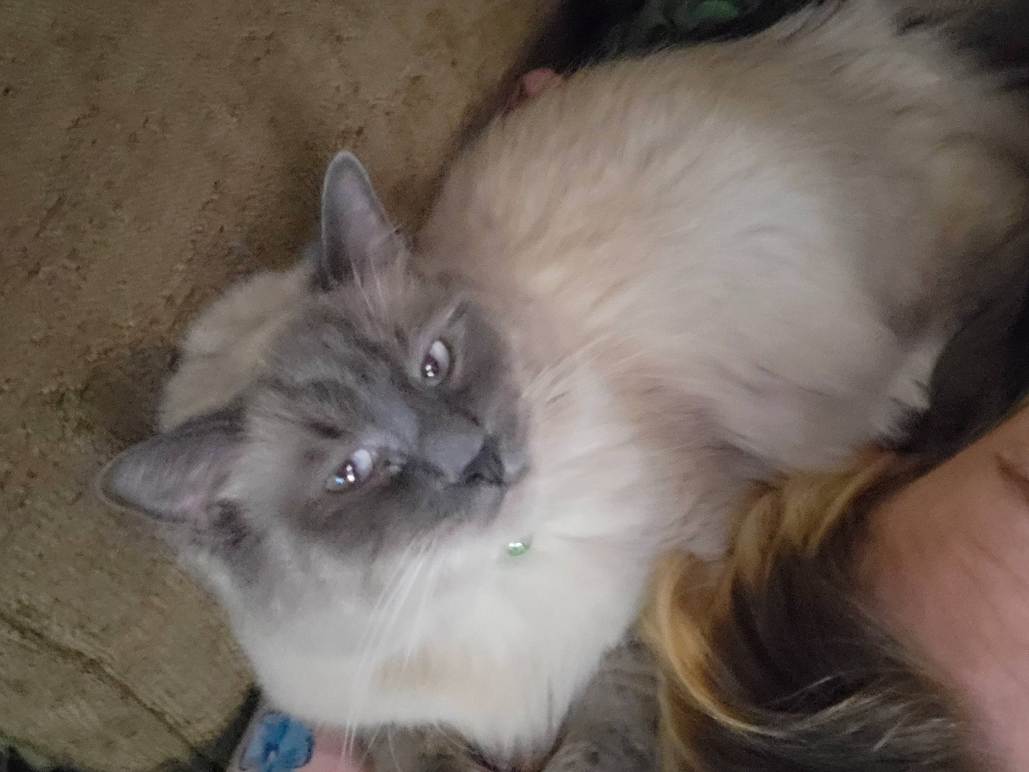 Marv joined the competition — help win amazing prizes! balinese, birman, british_longhair, carnivore, cat, claw, ear, eye, fashion_accessory, fawn, felidae, fur, paw, ragdoll, small_to_medium_sized_cats, snout, tail, terrestrial_animal, whiskers