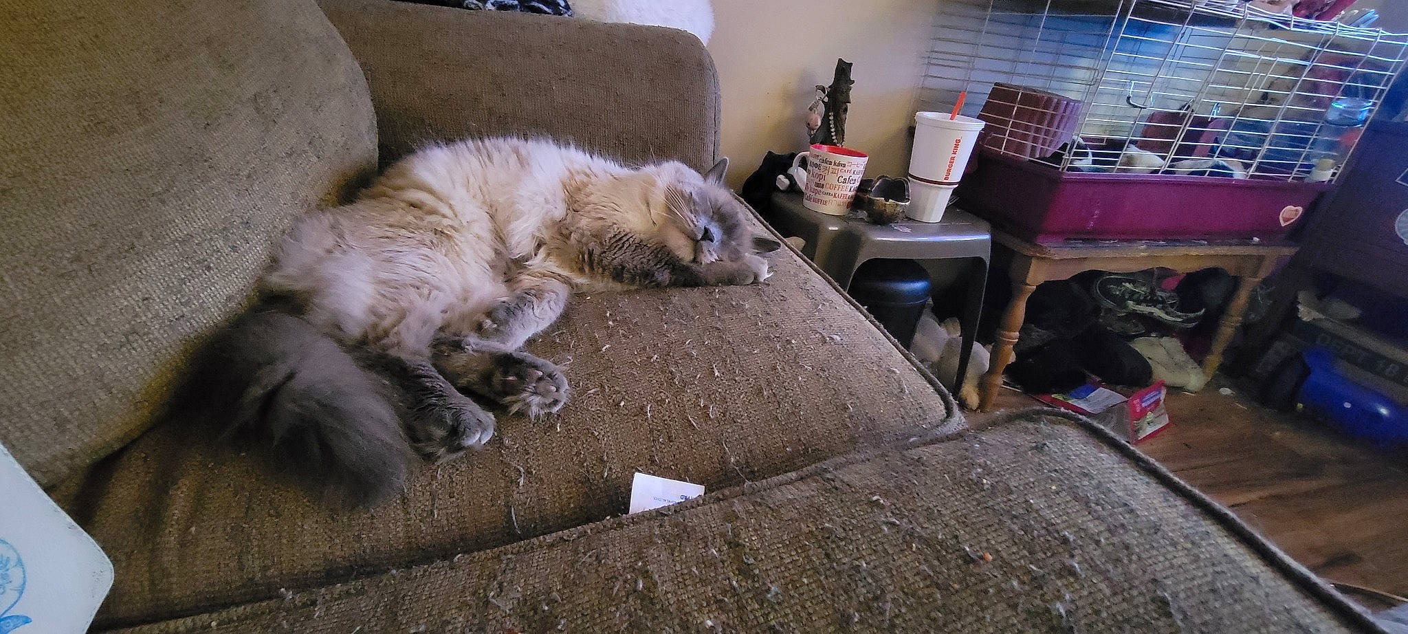 Marv is registered to the contest to win money with this photo: carnivore, cat, claw, comfort, companion_dog, couch, dog_breed, fawn, felidae, flooring, fur, hardwood, room, small_to_medium_sized_cats, snout, sporting_group, tail, terrestrial_animal, whiskers, wood