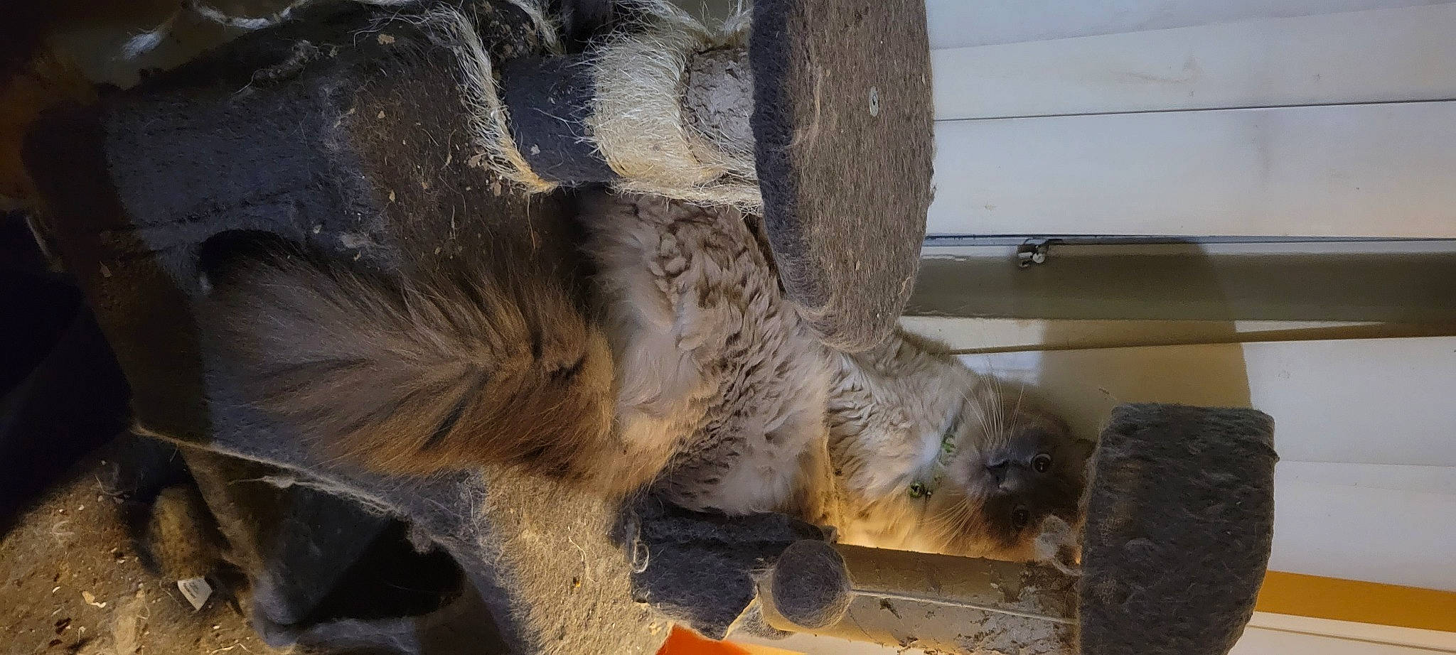 Marv joined the competition — help win amazing prizes! beak, claw, fawn, feather, felidae, fur, natural_material, paw, rodent, snout, tail, terrestrial_animal, tree, trunk, whiskers, wildlife, wood, zoo