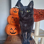 Salem a rejoint le concours — aidez-le/la à gagner de superbes lots ! black_cat, cat, pumpkin, plush, halloween, stacked_pumpkins, witch_hat, wooden_surface, cat_tree, indoor, pet, feline, green_eyes, curious, decor, orange, cozy, animal, household, cute