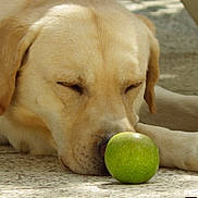 Hélios participe au concours pour gagner de l'argent avec cette photo : dog, labrador, sleeping, resting, apple, green_apple, pet, animal, fur, yellow_coat, paws, nose, closed_eyes, outdoor, sunlight, floor, relaxed, lying_down, portrait, cute