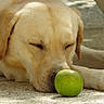dog, labrador, sleeping, resting, apple, green_apple, pet, animal, fur, yellow_coat, paws, nose, closed_eyes, outdoor, sunlight, floor, relaxed, lying_down, portrait, cute