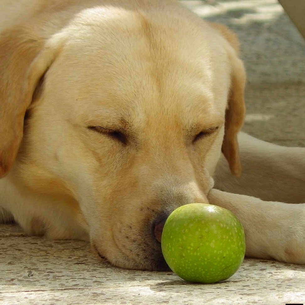 Hélios participe au concours pour gagner de l'argent avec cette photo : dog, labrador, sleeping, resting, apple, green_apple, pet, animal, fur, yellow_coat, paws, nose, closed_eyes, outdoor, sunlight, floor, relaxed, lying_down, portrait, cute
