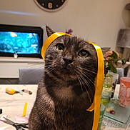 Pixel participe au concours pour gagner de l'argent avec cette photo : cat, ribbon, table, scissors, crafting, clock, aquarium, glass, flower, indoor, furniture, pet, whiskers, curious, domestic_animal, gray_cat, decor, houseplant, closeup, cute