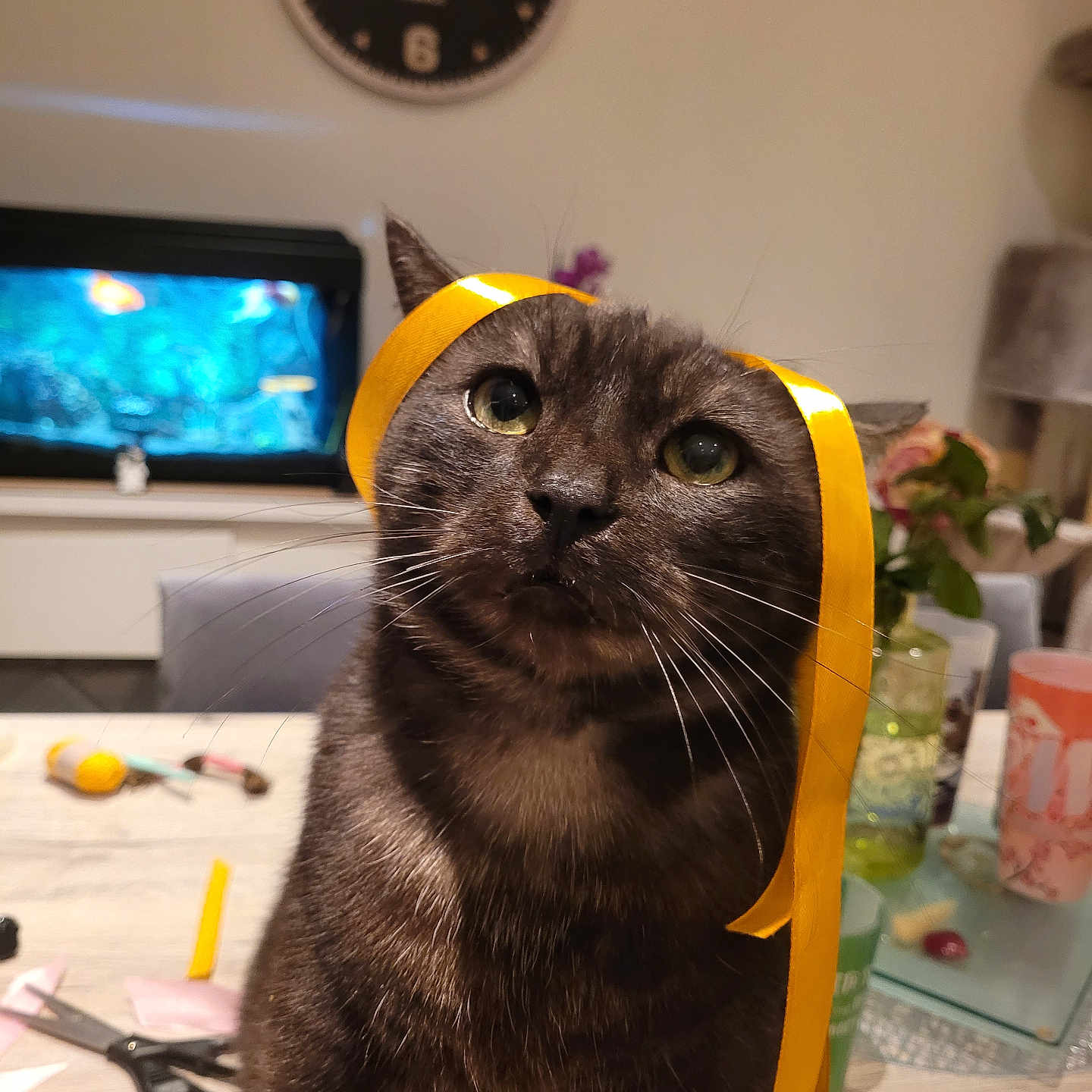 Pixel participe au concours pour gagner de l'argent avec cette photo : cat, ribbon, table, scissors, crafting, clock, aquarium, glass, flower, indoor, furniture, pet, whiskers, curious, domestic_animal, gray_cat, decor, houseplant, closeup, cute