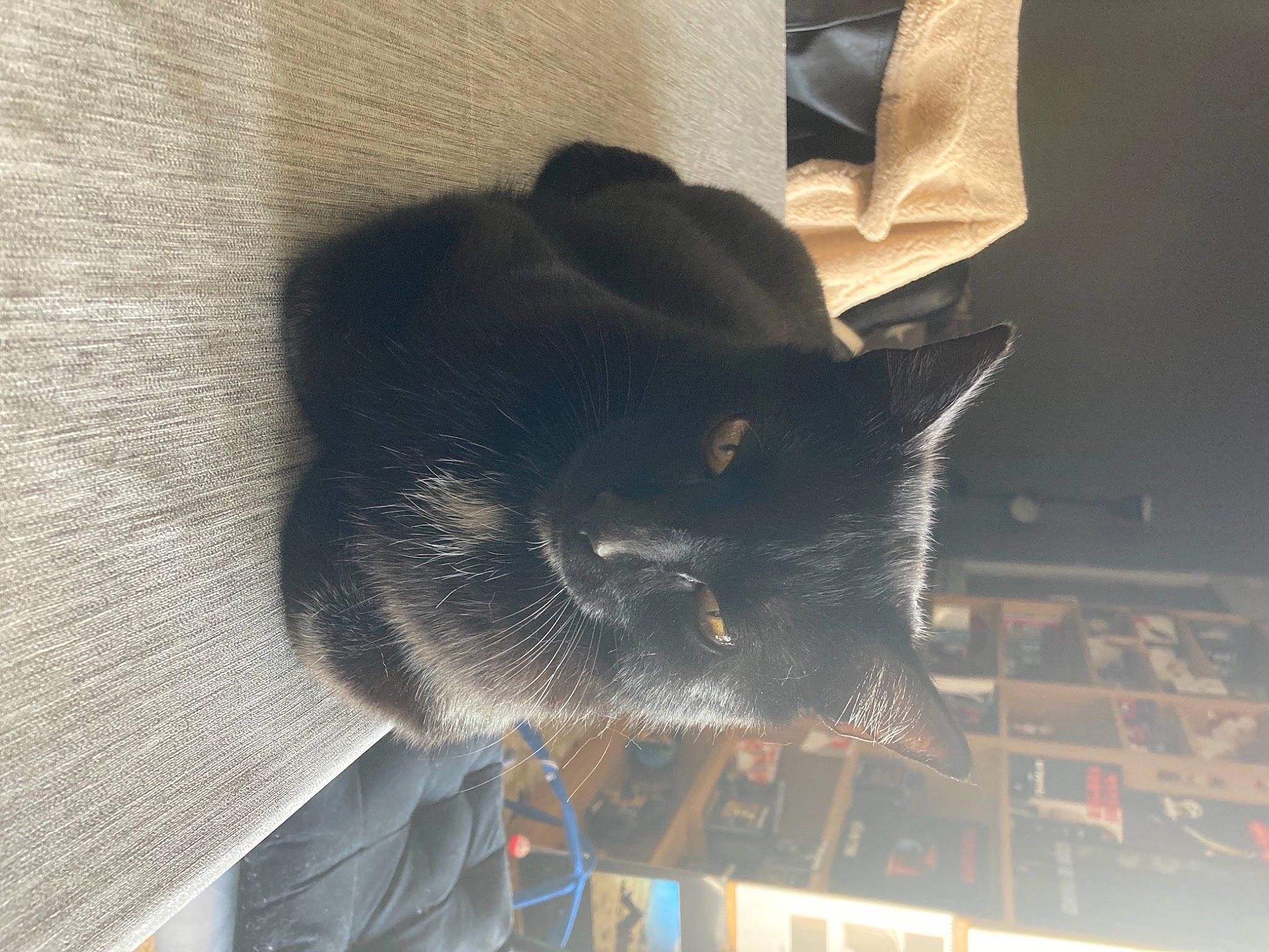 Ganache participe au concours pour gagner de l'argent avec cette photo : canidae, carmine, carnivore, cat, dog_breed, domestic_short_haired_cat, felidae, fur, gas, grey, small_to_medium_sized_cats, snout, sporting_group, tail, whiskers