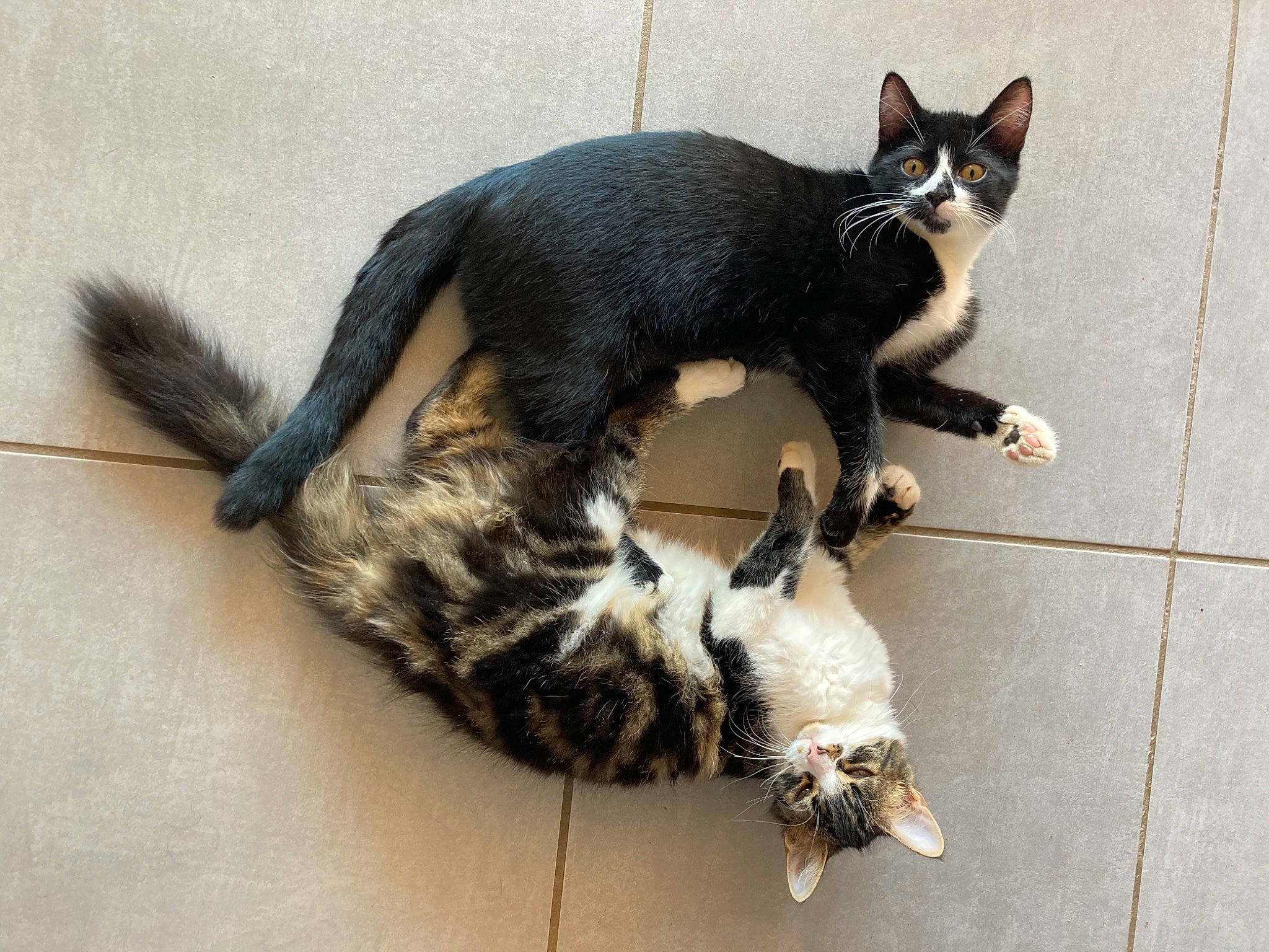 Nel Et Khal a rejoint le concours — aidez-le/la à gagner de superbes lots ! canidae, carnivore, cat, claw, dog_breed, domestic_short_haired_cat, felidae, floor, flooring, foot, fur, hardwood, mammal, paw, shadow, small_to_medium_sized_cats, tail, terrestrial_animal, vertebrate, whiskers