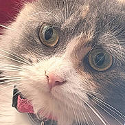 Harley is registered to the contest to win money with this photo: cat, close_up, face, eyes, whiskers, nose, fur, gray_fur, white_fur, pink_nose, pet, collar, tag, portrait, indoors, curious, cute, animal, macro, vertical_photo