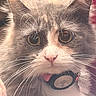 Harley joined the competition — help win amazing prizes! cat, tuxedo_cat, close_up, feline, whiskers, amber_eyes, pink_nose, fluffy, fur, ears, collar, tag, pet, portrait, indoors, soft_lighting, looking_at_camera, black_and_white, long_whiskers, funny_expression