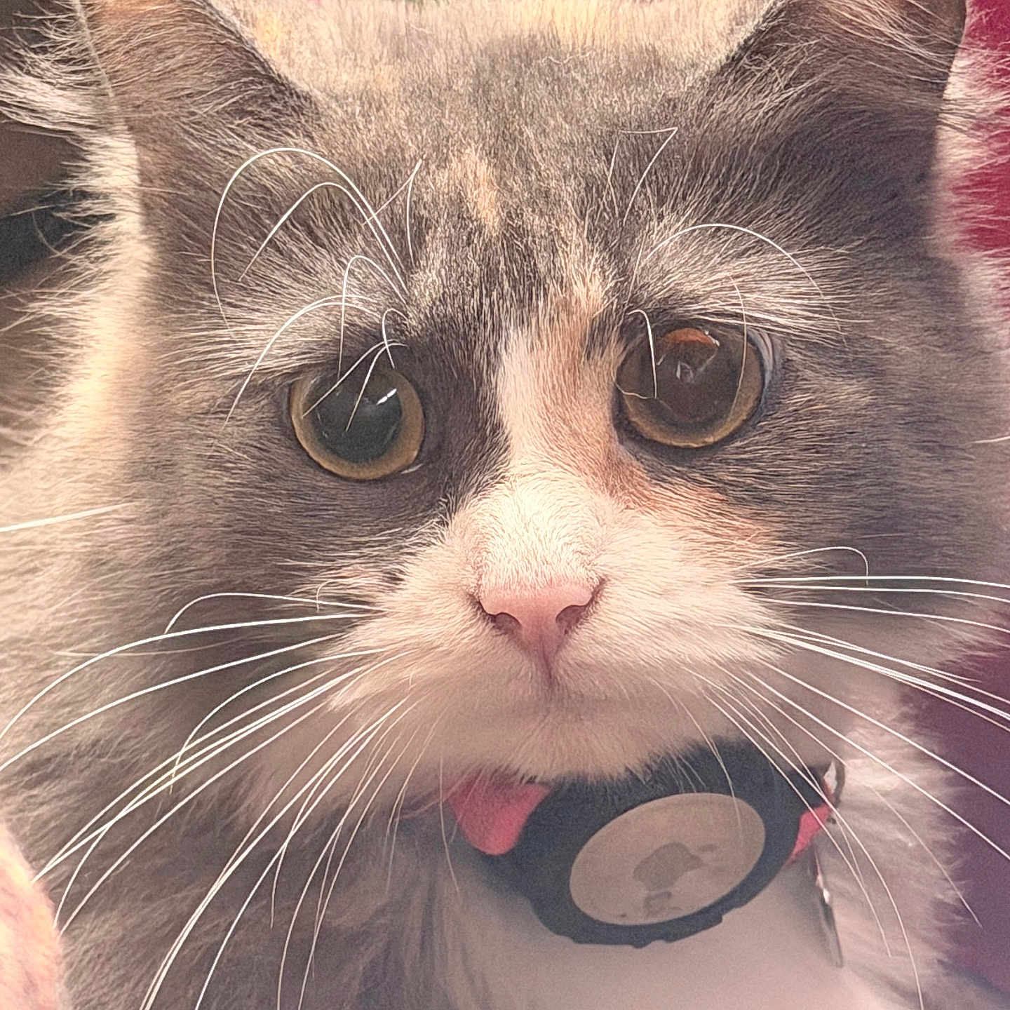 Harley