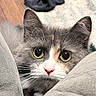 cat, calico_cat, pet, animal, close_up, portrait, wide_eyes, green_eyes, whiskers, pink_nose, fur, ears, indoor, blanket, cozy, bed, black_clothing, wood_floor, home, cute