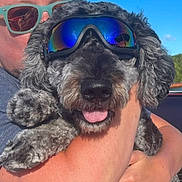 Hadley is registered to the contest to win money with this photo: animal, blue_sky, closeup, cute, dog, friendly, goggles, gray_fur, happy, hugging, outdoor, person, pet, portrait, reflection, smiling, summer, sunglasses, sunlight, tongue_out