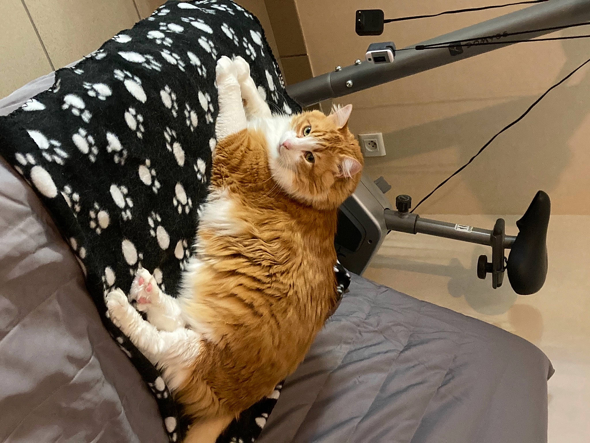 Snickers participe au concours pour gagner de l'argent avec cette photo : bag, bed, carnivore, cat, comfort, companion_dog, couch, domestic_short_haired_cat, fawn, felidae, fur, human_leg, linens, luggage_and_bags, small_to_medium_sized_cats, tail, tire, vehicle_door, whiskers, wood