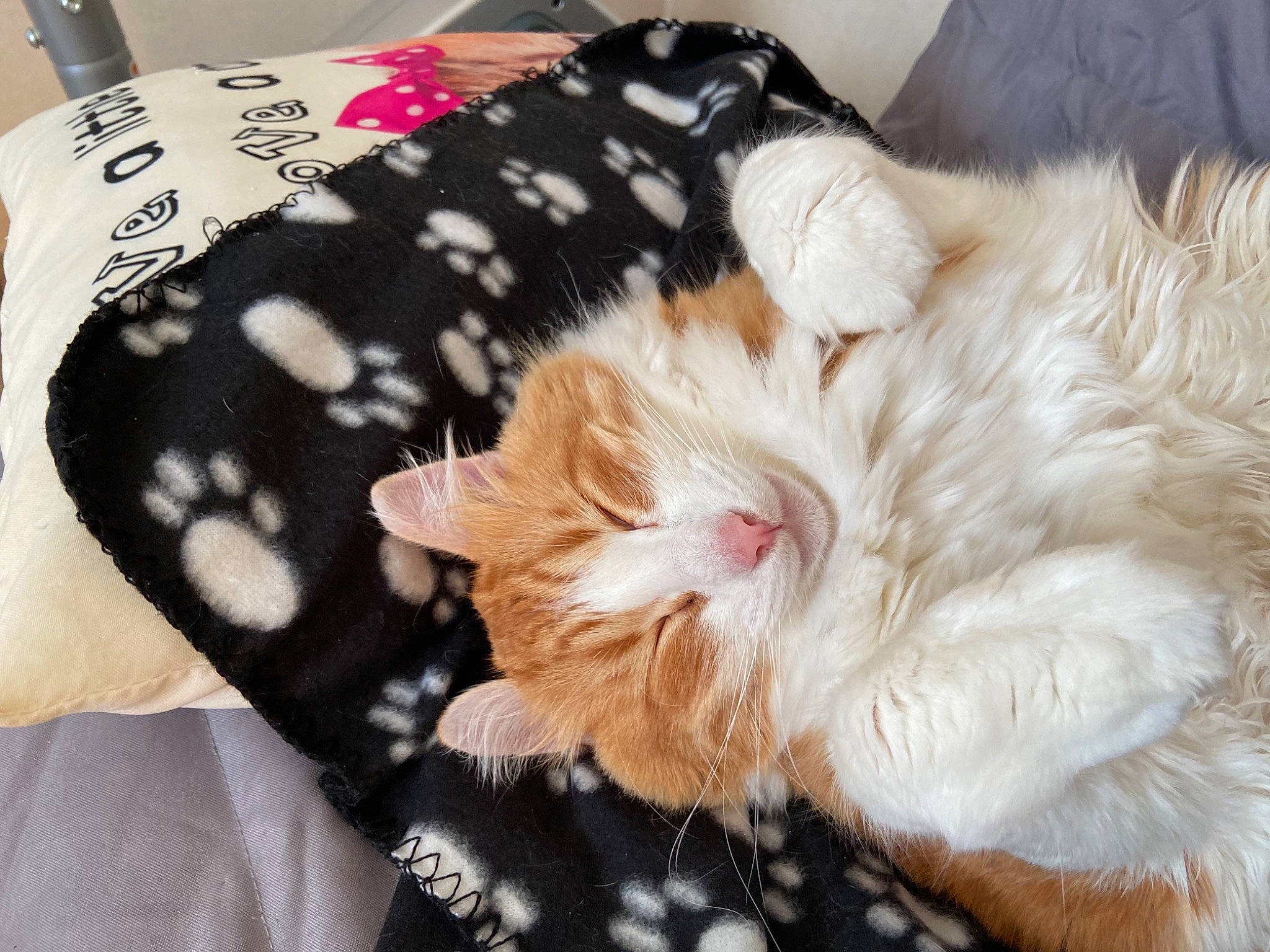 Snickers a rejoint le concours — aidez-le/la à gagner de superbes lots ! canidae, carnivore, cat, claw, comfort, companion_dog, dog_breed, fawn, felidae, foot, fur, linens, nap, pattern, paw, small_to_medium_sized_cats, sporting_group, tail, textile, whiskers