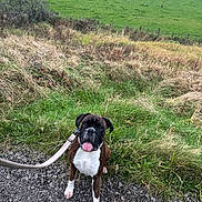 Remi is registered to the contest to win money with this photo: dog, boxer, leash, grass, path, countryside, hill, green, nature, outdoor, pet, animal, sitting, tongue_out, happy, fur, collar, walking, scenery, field