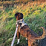 Remi is registered to the contest to win money with this photo: dog, brindle, leash, harness, grass, field, trees, countryside, nature, outdoor, sunny, sky, walking, animal, pet, path, greenery, scenery, rural, canine