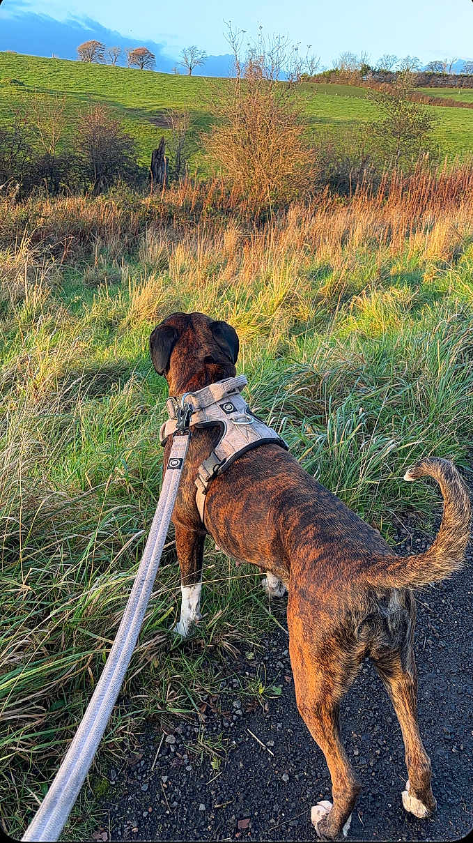 Remi is registered to the contest to win money with this photo: dog, brindle, leash, harness, grass, field, trees, countryside, nature, outdoor, sunny, sky, walking, animal, pet, path, greenery, scenery, rural, canine