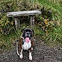 Remi joined the competition — help win amazing prizes! dog, boxer, animal, pet, leash, bench, outdoor, grass, greenery, path, nature, happy, tongue_out, sitting, wood, rustic, fur, ears, eyes, collar
