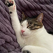 Zoolander is registered to the contest to win money with this photo: bed, blanket, cat, close_up, comfort, cozy, fur, indoor, nap, paw, paw_pads, pet, pink_nose, plush, portrait, relaxed, resting, sleeping_cat, tabby_markings, whiskers