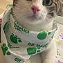Zoolander is registered to the contest to win money with this photo: bandana, cat, close_up, countertop, curious, domestic, green, indoor, magnets, paw, pet, pink_nose, portrait, refrigerator, sticker, tabby, table, whiskers, white, wide_eyes