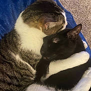 Lucifer joined the competition — help win amazing prizes! adorable, black_cat, blanket, carpet, cat, closeup, companion, cozy, cuddling, ear, fur, hugging, indoor, napping, paw, pet, sleeping, tabby_cat, two_cats, whiskers