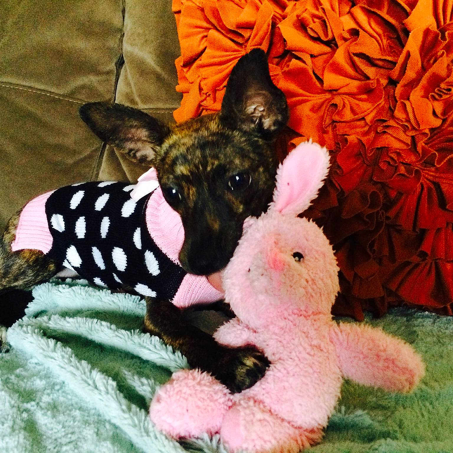 Trixie