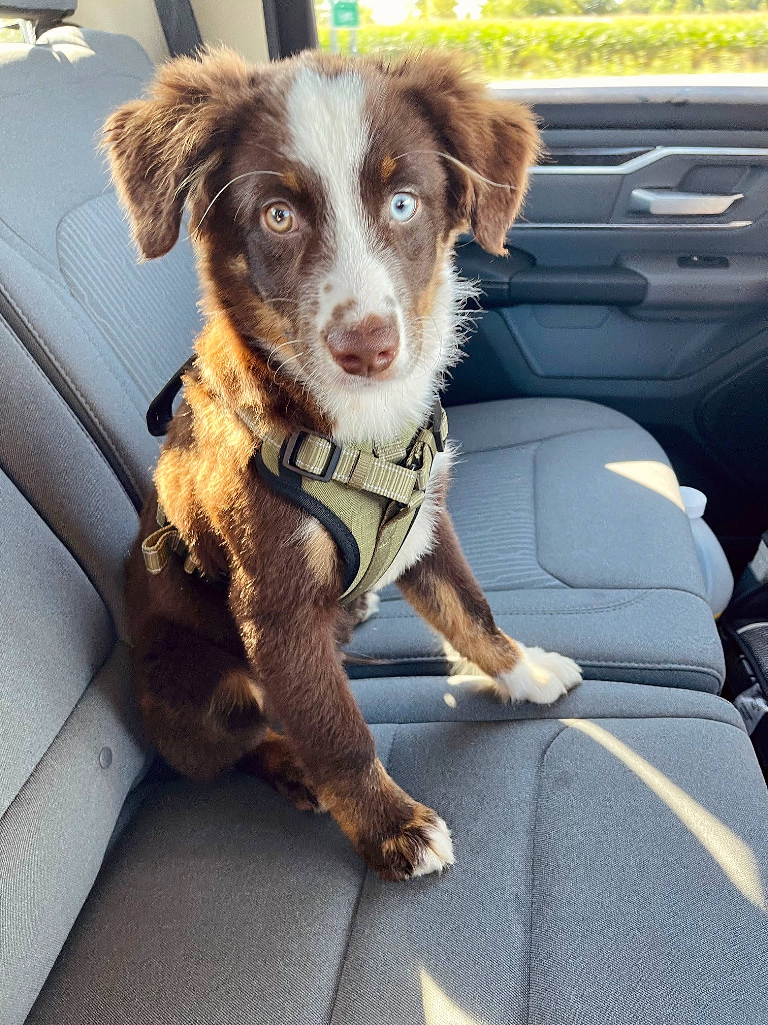 Oakley is registered to the contest to win money with this photo: auto_part, automotive_exterior, automotive_window_part, canidae, car, carnivore, companion_dog, dog, dog_breed, family_car, fawn, fur, motor_vehicle, personal_luxury_car, plant, vehicle, vehicle_door, whiskers, windshield, working_animal