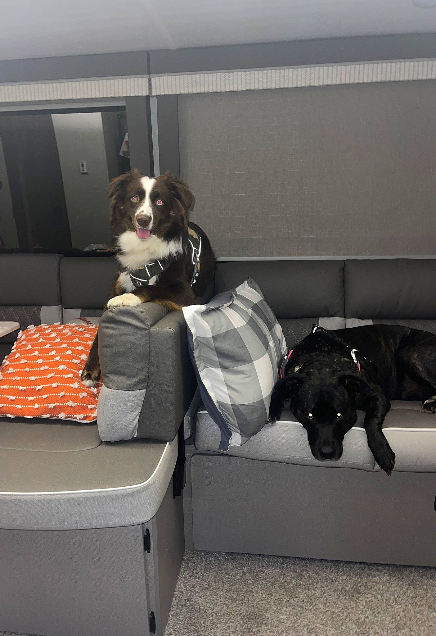 Oakley joined the competition — help win amazing prizes! audio_equipment, automotive_design, bed, bed_frame, carnivore, comfort, companion_dog, couch, dog, dog_breed, eyewear, floor, flooring, grey, linens, living_room, mammal, sofa_bed, studio_couch, vertebrate