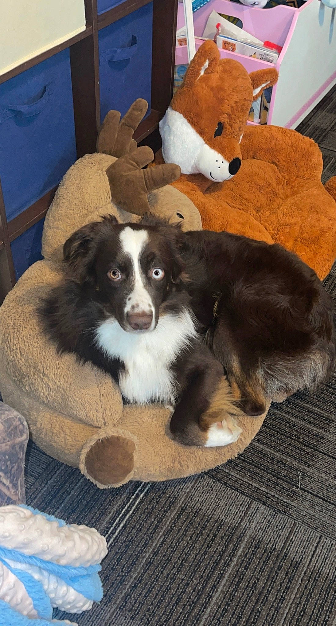 Oakley joined the competition — help win amazing prizes! border_collie, bored, canidae, carnivore, chair, comfort, companion_dog, couch, dog, dog_breed, fur, gun_dog, herding_dog, living_room, room, sporting_group, terrestrial_animal, toy, working_animal, working_dog