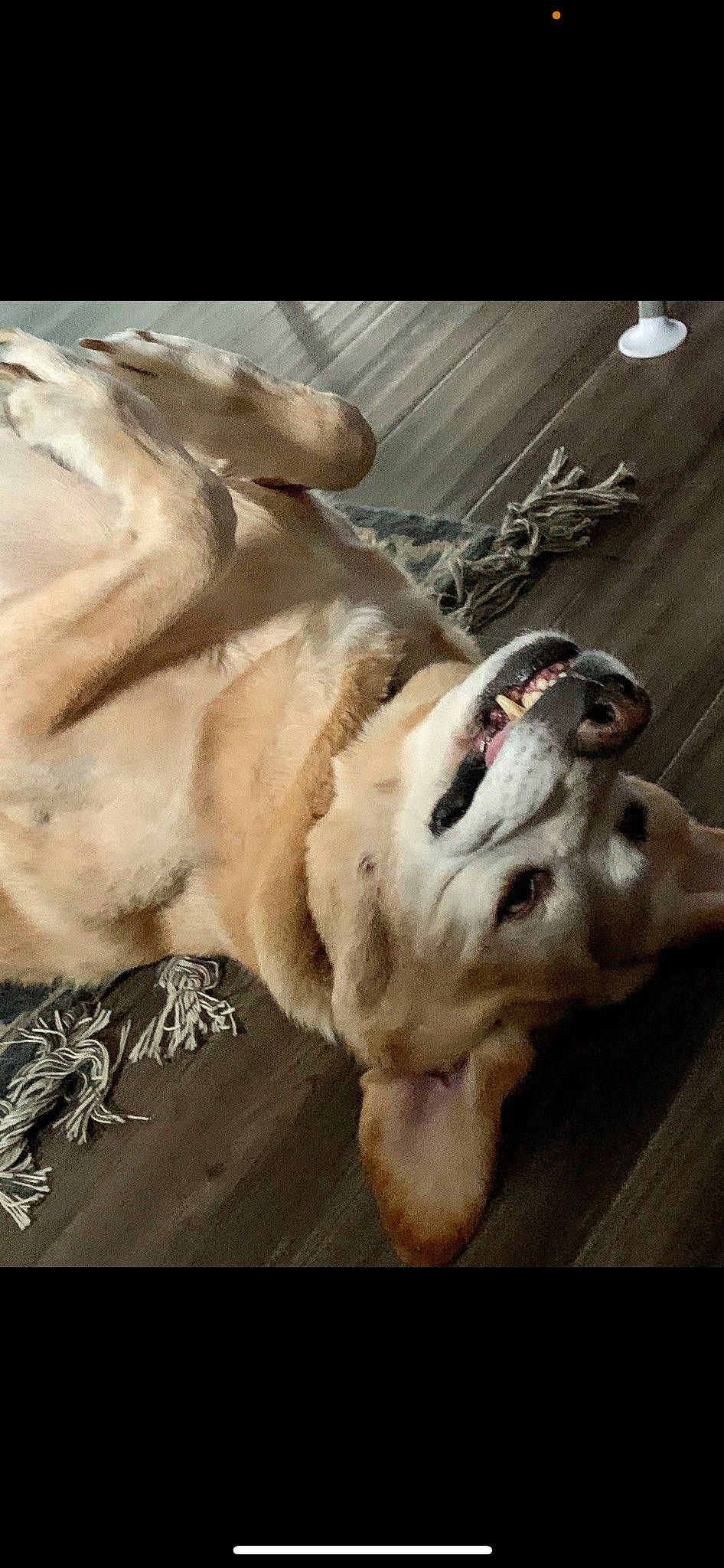 Sport is registered to the contest to win money with this photo: art, canidae, carnivore, collar, companion_dog, dog, dog_breed, dog_collar, fang, fawn, fur, guard_dog, jaw, metal, paw, snout, sporting_group, whiskers, working_animal, wrinkle