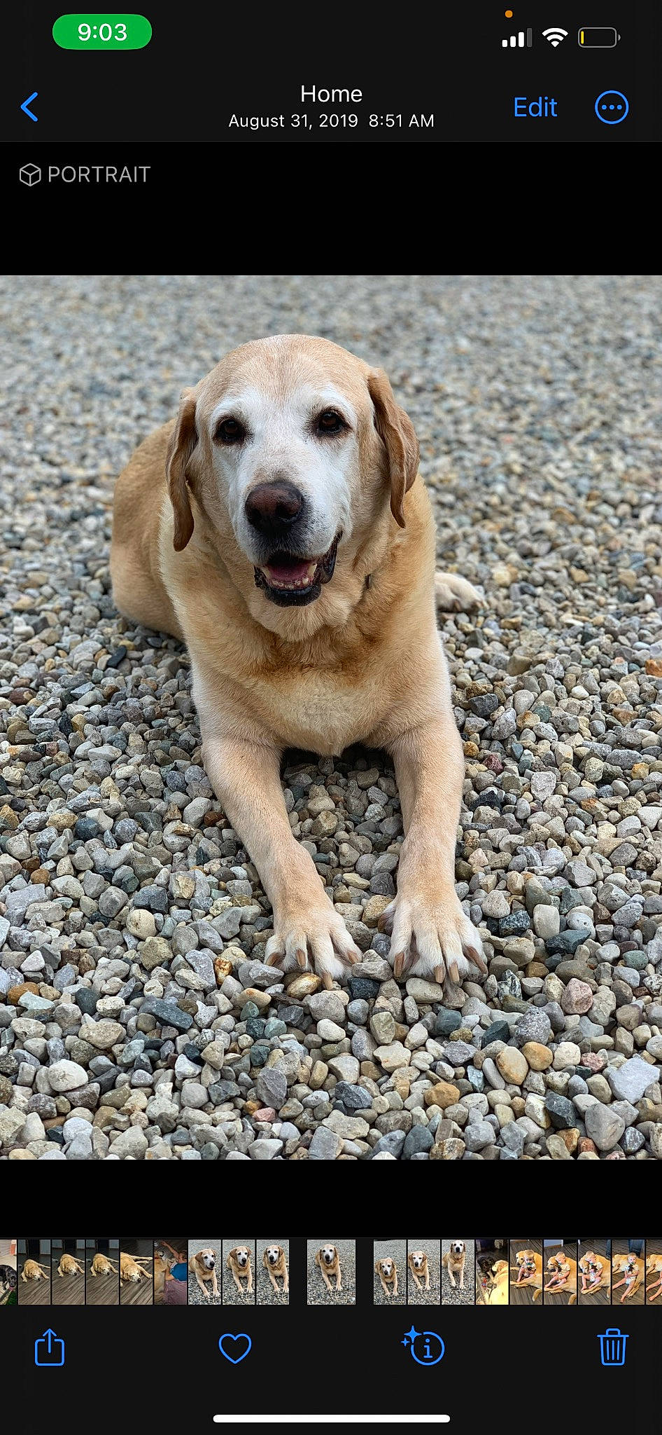 Sport joined the competition — help win amazing prizes! asphalt, bedrock, canidae, carnivore, companion_dog, dog, dog_breed, fawn, fur, paw, pebble, road_surface, rock, rubble, snout, soil, sporting_group, tail, terrestrial_animal, wildlife