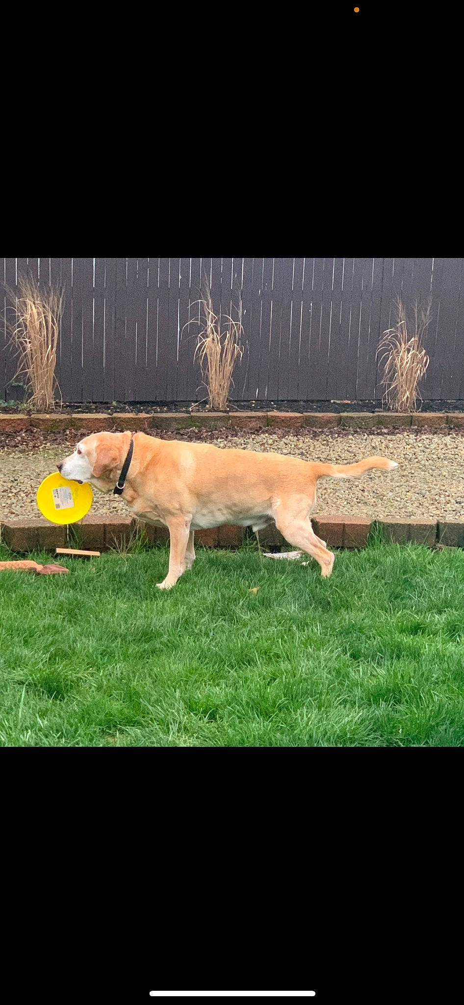 Sport joined the competition — help win amazing prizes! animal_training, canidae, carnivore, companion_dog, dog, dog_breed, fawn, grass, guard_dog, gun_dog, night, plant, retriever, sporting_group, tail, tints_and_shades, tree, vertebrate, working_dog