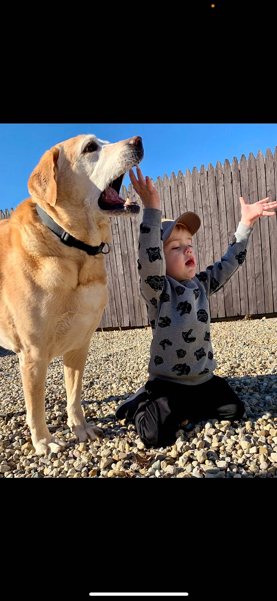 Sport is registered to the contest to win money with this photo: canidae, carnivore, collar, companion_dog, dog, dog_breed, dog_collar, fawn, fun, gesture, grass, happy, leash, people_in_nature, retriever, sky, snout, sporting_group, tree, working_animal