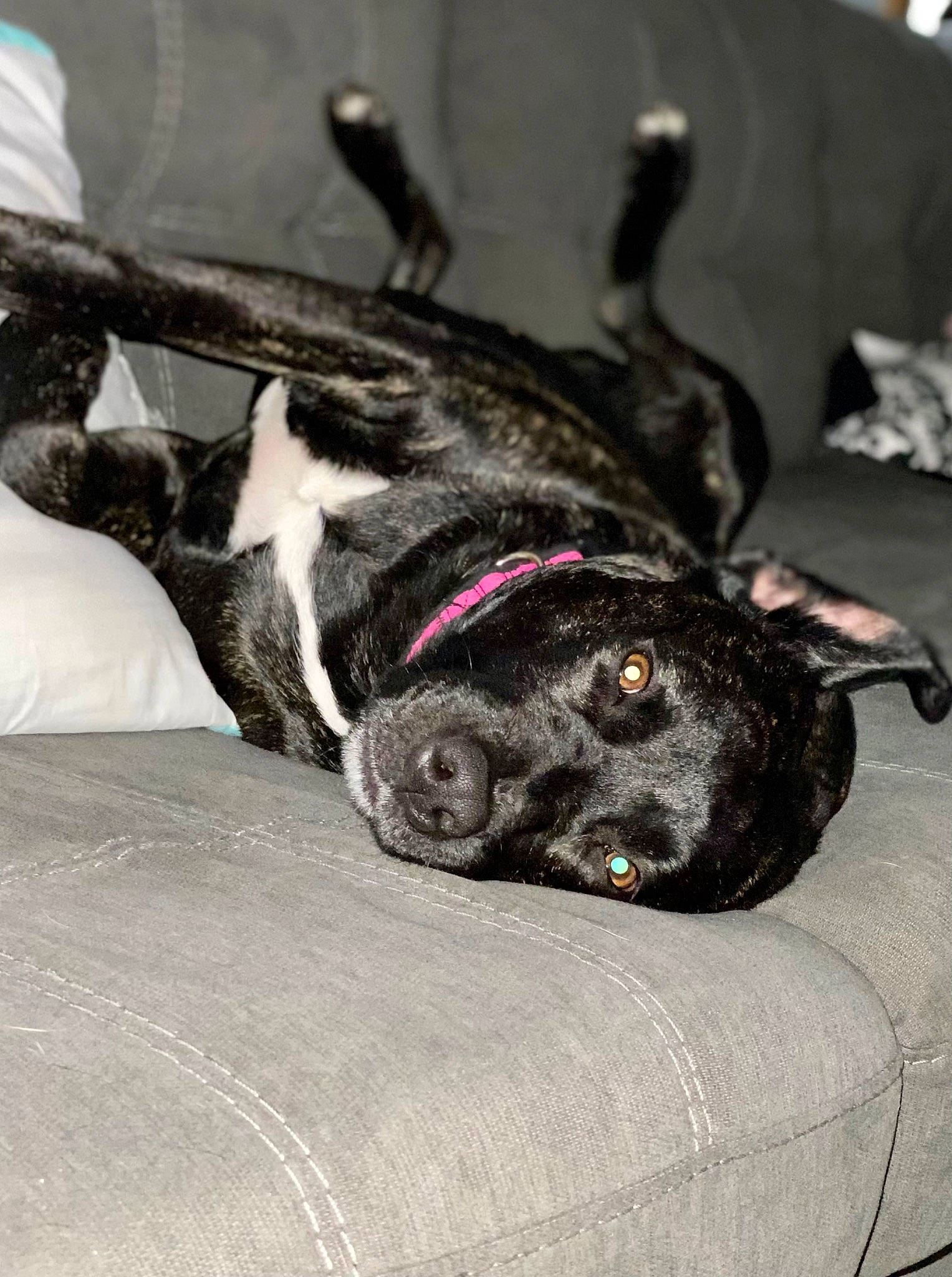 Luna is registered to the contest to win money with this photo: canidae, carnivore, collar, comfort, companion_dog, dog, dog_breed, dog_collar, ear, fawn, fur, grey, guard_dog, nap, non_sporting_group, schnauzer, snout, sporting_group, whiskers, working_animal