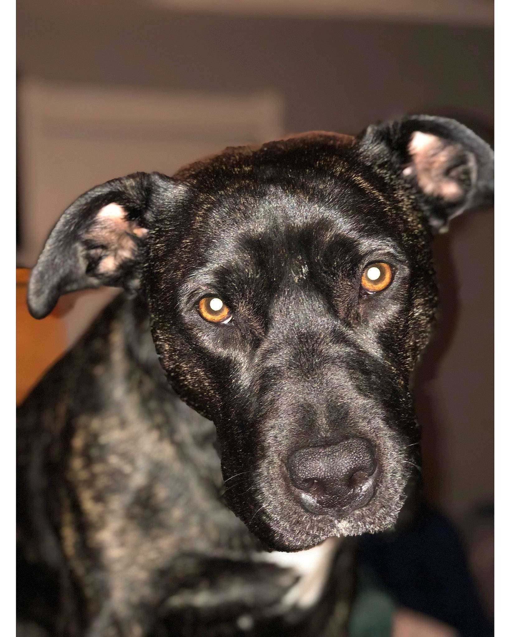 Luna joined the competition — help win amazing prizes! borador, canidae, carnivore, collar, companion_dog, dog, dog_breed, dog_collar, eye, fawn, fur, guard_dog, head, non_sporting_group, snout, sporting_group, terrestrial_animal, whiskers, working_animal, working_dog