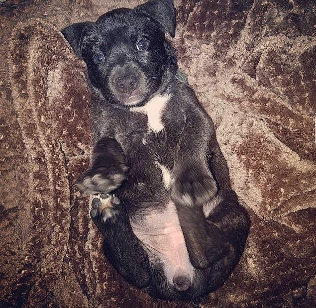 Luna is registered to the contest to win money with this photo: art, canidae, carnivore, companion_dog, darkness, dog, dog_breed, fawn, fur, grass, monochrome, monochrome_photography, non_sporting_group, snout, soil, sporting_group, tail, terrestrial_animal, whiskers, working_animal