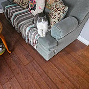 Starla joined the competition — help win amazing prizes! cat, gray_cat, white_cat, sofa, couch, pillows, patterned_pillows, striped_throw, wooden_floor, indoor, home, furniture, armrest, pet, relaxed, fluffy, floor, decor, tapestry, cozy