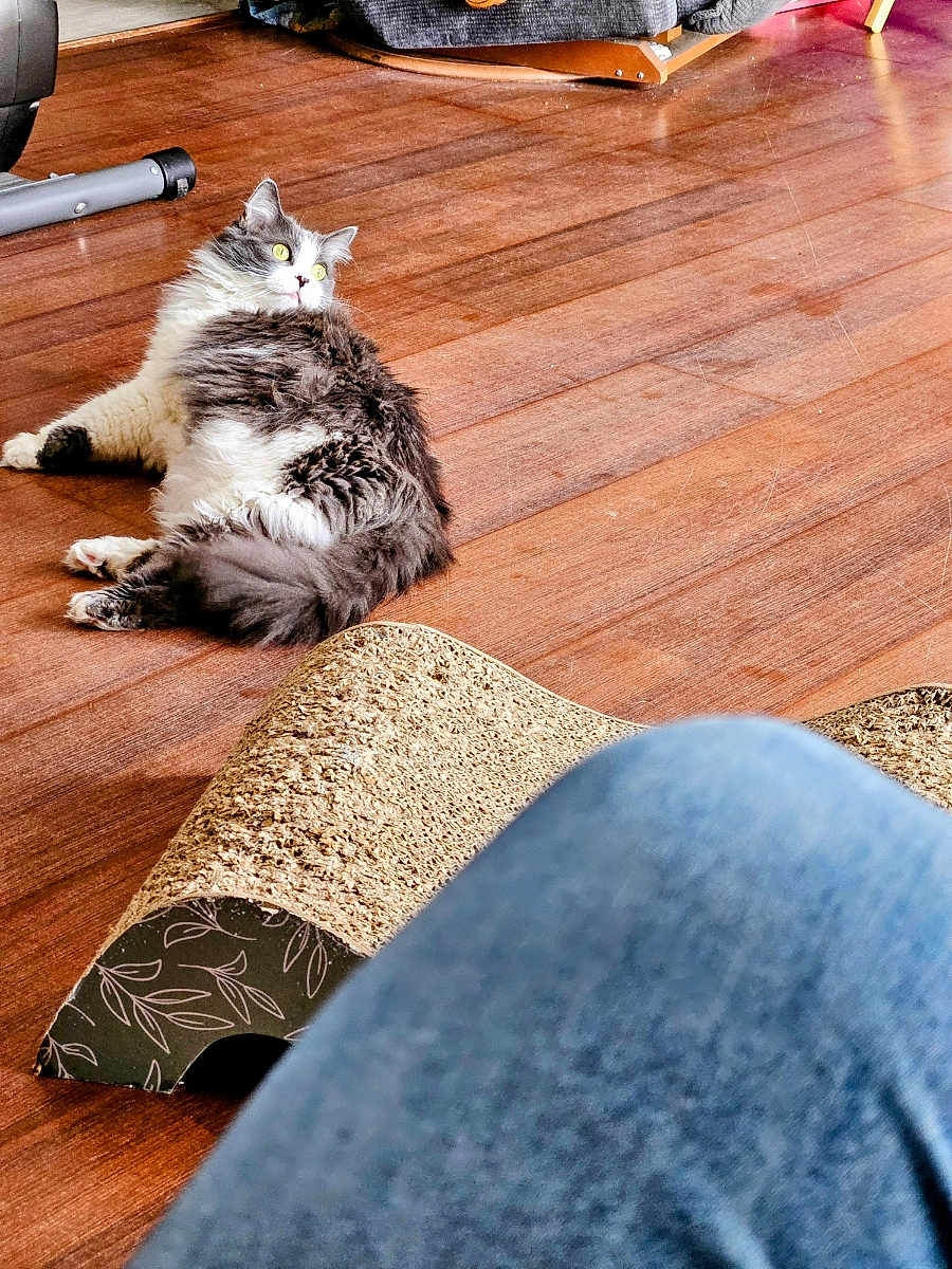 Starla joined the competition — help win amazing prizes! cat, fluffy, gray_and_white, wooden_floor, scratching_pad, indoor, pet, feline, relaxed, alert, flooring, furniture, home, cozy, blurred_foreground, denim, knee, animal, domestic, resting