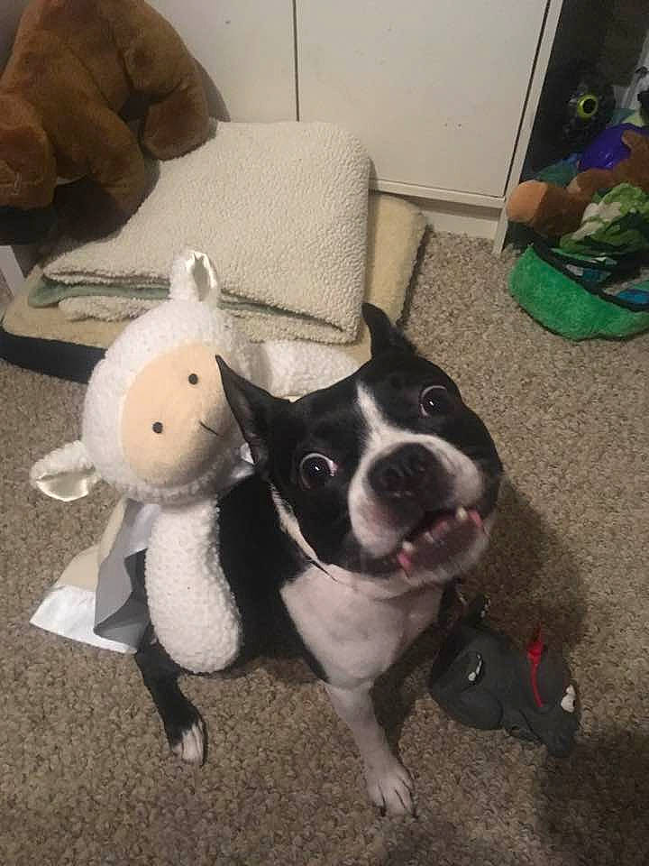 Buddy is registered to the contest to win money with this photo: boston_terrier, canidae, carnivore, comfort, companion_dog, couch, dog, dog_breed, fawn, floor, flooring, fur, room, snout, sporting_group, tail, toy, toy_dog, whiskers, working_animal