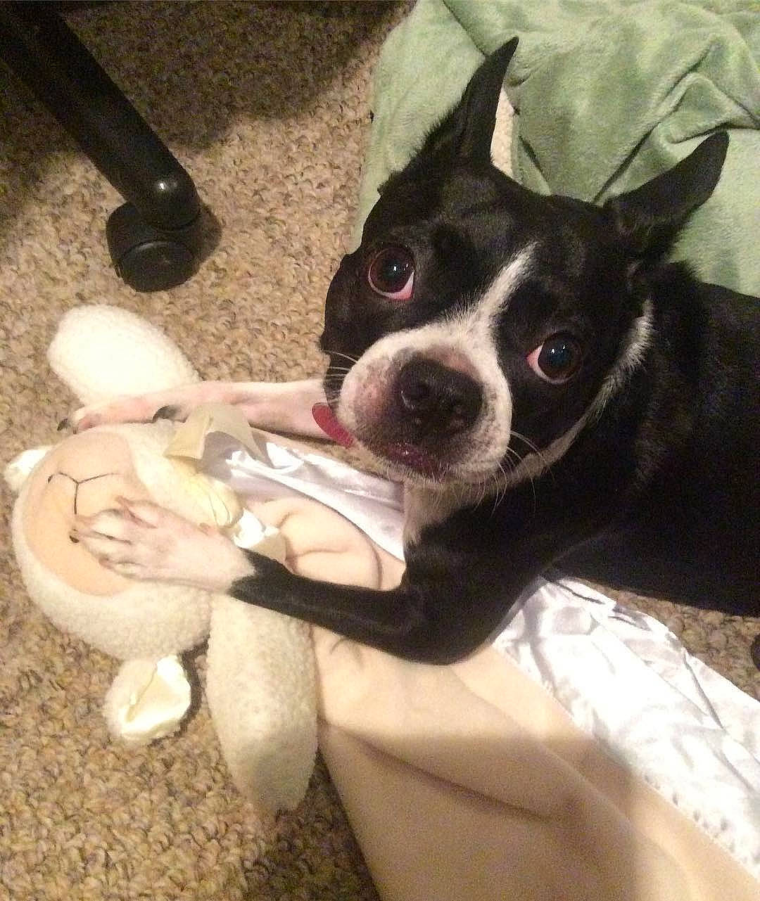 Buddy is registered to the contest to win money with this photo: boston_terrier, canidae, carnivore, comfort, companion_dog, dog, dog_breed, ear, fawn, fur, head, mammal, puppy_love, selfie, snout, sporting_group, toy, toy_dog, whiskers, working_animal