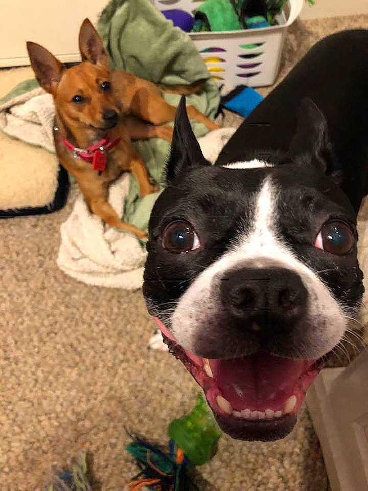 Buddy joined the competition — help win amazing prizes! boston_terrier, canidae, carnivore, collar, companion_dog, dog, dog_breed, dog_collar, dog_supply, ear, fawn, fur, mammal, party_hat, pet_supply, plant, snout, sporting_group, whiskers, working_animal